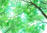  commentary_request day highres hirota_(masasiv3) leaf nature no_humans outdoors scenery sky tree 