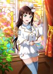  1girl artist_request bangs black_hair blue_legwear blunt_bangs blush cravat cup curtains flower frills green_eyes hair_ornament hairclip hat holding kurosawa_dia long_hair looking_at_viewer love_live! love_live!_school_idol_festival love_live!_sunshine!! mini_hat mole mole_under_mouth official_art open_mouth plant plate rose shorts smile stained_glass teacup thigh-highs window 