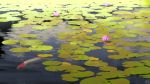  commentary_request day flower koi lake lotus mocha_(cotton) no_humans original outdoors reflection scenery signature water_surface 