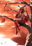  1girl autumn_leaves bangs black_hair blunt_bangs dappled_sunlight from_side fur_trim hand_up head_wings highres japanese_crested_ibis_(kemono_friends) kemono_friends leaf long_hair long_sleeves maple_leaf miniskirt multicolored_hair outdoors pantyhose pleated_skirt red_legwear red_skirt redhead sitting skirt smile solo sunlight tail_feathers tokoname tree white_hair wide_sleeves yellow_eyes 