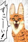  animalization fangs kemono_friends looking_at_viewer no_humans open_mouth serval serval_(kemono_friends) shirosato shouting solo translated yellow_eyes 