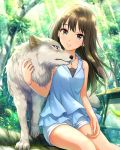  1girl animal artist_request bangs bracelet breasts brown_hair cleavage collarbone earrings forest green_eyes idolmaster idolmaster_cinderella_girls jewelry long_hair nature necklace official_art shibuya_rin shorts sitting sleeveless smile solo tree wolf 