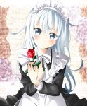  1girl apron bangs black_dress blue_eyes blurry blurry_background blush dress flower frills head_tilt hibiki_(kantai_collection) holding kantai_collection long_hair long_sleeves looking_at_viewer maid maid_headdress natsupa own_hands_together rose standing upper_body white_apron white_hair 