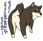  animal anus ass dog from_behind glaring looking_back lowres no_humans nu_tarou original shiba_inu simple_background solo sweatdrop text translated translation_request white_background 