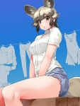 2girls african_wild_dog_(kemono_friends) african_wild_dog_ears african_wild_dog_tail animal_ears bangs bare_arms bare_legs bear_ears bear_tail between_legs black_hair blue_sky breast_pocket brown_bear_(kemono_friends) clothesline collared_shirt day drying drying_clothes eyebrows_visible_through_hair grey_hair hand_between_legs happa_(cloverppd) kemono_friends laundry lips looking_at_viewer multicolored_hair multiple_girls outdoors parted_lips pocket shirt short_hair short_sleeves shorts sitting skirt sky solo_focus standing tail thighs white_shirt wing_collar 