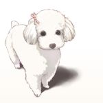  1other adorable animal black_eyes bow canine dog hair_bow kinoebi mammal no_humans original poodle shadow simple_background solo white_background white_fur 