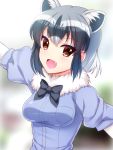  1girl :d animal_ears black_legwear blue_background blue_shirt blurry bow bowtie breasts brown_eyes common_raccoon_(kemono_friends) depth_of_field elbow_gloves eyebrows_visible_through_hair fang fur_collar gloves grey_hair kemono_friends looking_at_viewer medium_breasts multicolored_hair open_mouth outstretched_arms puffy_short_sleeves puffy_sleeves raccoon_ears shirt short_hair short_sleeves smile solo spread_arms totokichi upper_body 