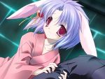  bunny_ears collarbone game_cg grab hair_ornament japanese_clothes minazuki_haruka purple_hair rabbit_ears red_eyes relict2 setsuna_(relict2) short_hair smile 