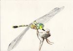  dragonfly insect insect_wings iwane_masaaki legs original simple_background traditional_media watercolor_(medium) white_background wings 