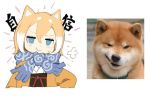  1girl =3 animal animal_ears blonde_hair blue_eyes chinese dog dog_ears hair_between_eyes jong_tu looking_at_viewer multicolored_hair original photo-referenced reference_photo reference_photo_inset scarf shiba_inu short_hair simple_background smirk smug solo translated two-tone_hair upper_body white_background white_hair 