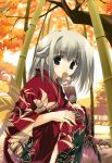  bamboo bamboo_forest fan forest grey_eyes grey_hair highres japanese_clothes kimono mitsumi_misato nature 
