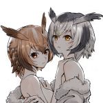  2girls bangs black_hair breasts brown_eyes brown_hair coat commentary_request eurasian_eagle_owl_(kemono_friends) eyebrows_visible_through_hair fur-trimmed_coat fur_trim head_wings inumoto jacket_pull kemono_friends looking_at_viewer medium_breasts multicolored_hair multiple_girls northern_white-faced_owl_(kemono_friends) off_shoulder parted_lips short_hair sideboob silver_hair simple_background undressing upper_body white_background white_coat yuri 