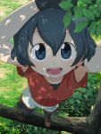  1girl :d armpits arms_up black_gloves black_hair blue_eyes blue_hair commentary_request day eyebrows_visible_through_hair from_above gloves grass hair_between_eyes highres in_tree kaban_(kemono_friends) kemono_friends leaf looking_at_viewer open_mouth outdoors pantyhose pantyhose_under_shorts red_shirt sat-c shirt short_hair shorts smile solo standing tree 