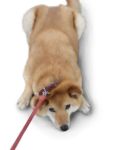  dog fur highres kamekichi_(pixiv15567) leash lying on_stomach realistic shiba_inu simple_background sitting solo white_background 