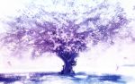  1440x900 hakurei_reimu kirisame_marisa sakura tree 