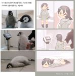  1girl 3: animal bird black_hair blush character_name child commentary_request dated drawstring hair_over_one_eye headphones hood hood_down hoodie kemono_friends korean korean_commentary lying medium_hair o_o on_stomach penguin reference_photo roonhee translation_request watch watch watermark web_address weighing_scale 