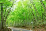  highres nakazawa_noboru nature photorealistic road road_sign scenery sign traffic_sign tree trees 