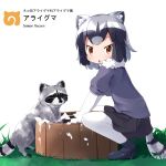  1girl :o animal animal_ear_fluff animal_ears bangs black_footwear black_skirt blush brown_eyes commentary_request common_raccoon_(kemono_friends) eyebrows_visible_through_hair fang fur_trim grass grey_hair grey_shirt highres kemono_friends makuran pantyhose parted_lips pleated_skirt puffy_short_sleeves puffy_sleeves raccoon raccoon_ears raccoon_girl raccoon_tail shirt shoes short_sleeves simple_background skirt soap_bubbles solo squatting tail water white_background white_legwear 