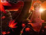  autumn in_tree leaf leaves lens_flare short_hair sitting sitting_in_tree solo sunset touhou tree trees uraomote 