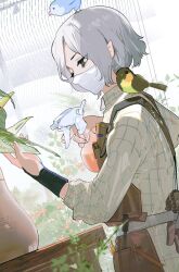  1boy animal_on_head animal_on_shoulder apron bags_under_eyes bird bird_on_head bird_on_shoulder black_eyes bottle collared_shirt dungeon_meshi elf gapamopa gardening greenhouse grey_hair highres holding indoors long_sleeves male_focus mask mithrun mouth_mask notched_ear on_head plant pointy_ears potted_plant shirt short_hair solo spray_bottle wavy_hair 