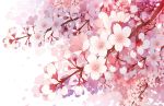  branch cherry_blossoms close-up commentary_request flower gradient no_humans original petals pink_flower pink_petals simple_background white_background white_flower white_petals wind 