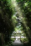 absurdres aki_(aki_k6) dappled_sunlight day forest fox highres light_rays looking_at_viewer nature no_humans original outdoors scenery stairs sunlight torii 