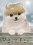  corgi dog no_humans noisen smile snow 
