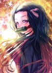  1girl autumn_leaves bamboo bit_gag black_hair blush brown_hair dappled_sunlight from_side gag gagged gradient_hair hair_ribbon highres japanese_clothes kamado_nezuko keane912 kimetsu_no_yaiba kimono leaf long_hair looking_at_viewer maple_leaf multicolored_hair obi pink_eyes pink_kimono pink_ribbon ribbon sash solo sunlight upper_body very_long_hair 