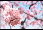  absurdres black_border blue_sky blurry blurry_background border branch cherry_blossoms close-up commentary_request day depth_of_field flower highres n_bayashi nature no_humans original photorealistic pink_flower scenery sky tree_branch 