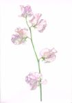  flower no_humans original pink_flower plant simple_background still_life tamura_yuki traditional_media watercolor_(medium) white_background 