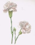  artist_name commentary_request dated flower no_humans original plant signature simple_background still_life tamura_yuki traditional_media watercolor_(medium) white_background white_flower 
