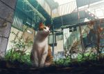  animal animal_focus blurry blurry_foreground building cat commentary_request day depth_of_field door grass looking_away mocha_(cotton) no_humans original outdoors overgrown plant scenery signature sunlight vines 