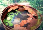  animal blurry blurry_background clover commentary_request damaged day detached_sleeves drum_(container) fish flower flower_on_liquid four-leaf_clover japanese_rice_fish lily_pad lotus mocha_(cotton) no_humans original outdoors rust scenery sunlight water white_flower 