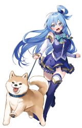  1girl aqua_(konosuba) aqua_bow aqua_bowtie artist_request blue_eyes blue_hair blush bow bowtie breasts collar detached_sleeves dog hair_ornament hair_rings highres holding holding_leash kono_subarashii_sekai_ni_shukufuku_wo! large_breasts leash leash_pull long_hair looking_at_viewer open_mouth pet_walking second-party_source shiba_inu simple_background solo sphere_hair_ornament thigh-highs thighs tongue white_background white_thighhighs 