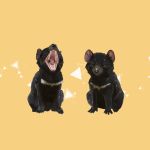  abstract_background animal fangs highres koro_(funnycollo) no_humans original tasmanian_devil teeth triangle yellow_background 