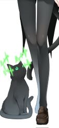  1girl aohashi_ame black_cat black_pantyhose brown_shoes cat cat_girl cat_tail commentary highres hirschgeweih_antennas looking_at_another lower_body pantyhose sanya_v._litvyak shoes simple_background strike_witches symbol-only_commentary tail white_background world_witches_series 