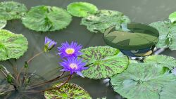  absurdres closed_mouth commentary_request flower grass_type_theme_(pokemon) highres lily_pad lotad nature no_humans photo_background pokemon pokemon_(creature) pokemon_focus purple_flower revision solo swimming water water_type_theme_(pokemon) wulie_errr 