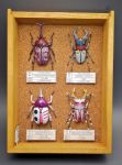  animalization beetle bug character_name display_case gundam gundam_unicorn insect mobile_suit_gundam model_kit no_humans photo pinned qubeley rx-78-2 stag_beetle taiki_(ikj9umhxn88r9q0) unicorn_gundam zaku_ii_s_char_custom zeta_gundam 