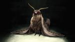  animal_focus bug dark highres insect moth nishimawari_kouro no_humans original solo 