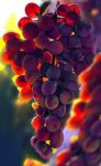  blurry blurry_background commentary day depth_of_field english_commentary food fruit grapes no_humans original outdoors photo-referenced skirtsan still_life sunlight 