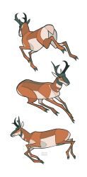  animal animal_focus art_study artist_name commentary english_commentary highres hooves horns jemma multiple_views no_humans original pronghorn simple_background white_background 
