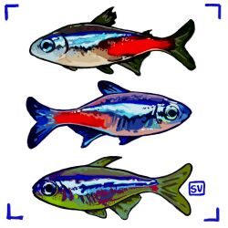  animal animal_focus commentary english_commentary fish highres neon_tetra no_humans original simple_background swagvo1d tetra_(fish) tropical_fish viewfinder white_background 
