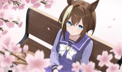  1girl animal_ears bench blue_eyes blurry blush bow bowtie brown_hair cherry_blossoms cheval_grand_(umamusume) closed_mouth commentary_request depth_of_field falling_petals flower hair_between_eyes horse_ears horse_girl horseshoe_ornament long_sleeves looking_at_viewer multicolored_hair nanasedayoxd on_bench park_bench petals pink_flower purple_sailor_collar purple_shirt sailor_collar sailor_shirt school_uniform shirt short_hair short_hair_with_long_locks sidelocks sitting smile solo streaked_hair tracen_school_uniform umamusume white_bow white_bowtie white_streaks wooden_bench 
