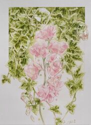  commentary_request flower flower_focus flower_request highres megumi_(mg3) no_humans original pink_flower plant plant_focus simple_background star_(symbol) traditional_media vines white_background 