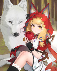  1girl animal_ears apple arknights arknights:_endfield black_boots black_gloves blonde_hair blush boots cloak commentary dress ears_through_headwear enddada fingerless_gloves food fruit gloves highres holding holding_food holding_fruit hood hood_up looking_at_viewer medium_hair parted_lips red_cloak rossi_(arknights) scar scar_across_eye scar_on_face untranslatable_commentary white_dress white_wolf wolf_ears wolf_girl yellow_eyes 