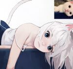  1girl animal_ears bangs bare_shoulders blue_eyes blue_pants breasts cat_ears cat_girl cat_tail closed_mouth commentary dhk_(dh_k) highres looking_at_viewer lying on_stomach original pants real_life shirt short_hair simple_background small_breasts solo strap_slip tail tank_top white_background white_hair white_shirt white_tank_top 