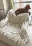  armchair blanket chair commentary_request curtains dog highres indoors light lying no_humans original tile_floor tiles window yorishiem 