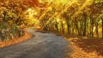  absurdres artist_request autumn_leaves english_commentary existence game_cg grass highres light_rays no_humans outdoors road second-party_source sunbeam sunlight tree tree_shade 