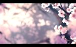  blurry blurry_background branch cherry_blossoms commentary_request dise flower highres letterboxed no_humans outdoors pink_flower scenery touhou 