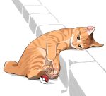  animal_focus brown_eyes cat derivative_work gentlecat looking_at_object looking_down lying no_humans on_side partially_colored paws photo-referenced poke_ball poke_ball_(basic) pokemon solo stairs symbol_commentary toes whiskers 